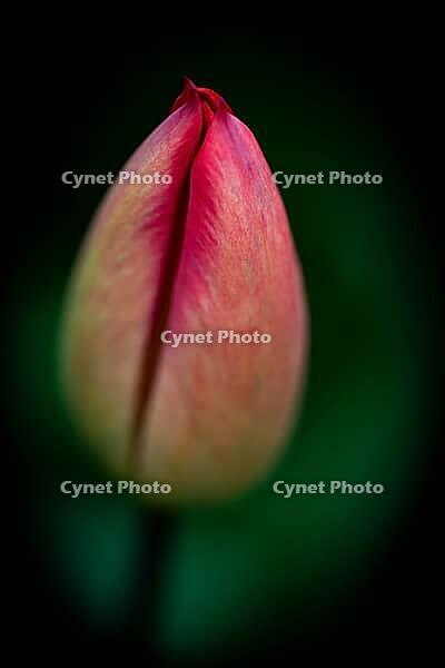 Tulip bud against black background, Germany [IBR124508498]