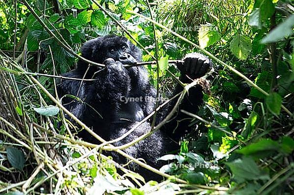 Mountain gorilla (Gorilla beringei beringei), feeding, member of the Agashya family, Virunga Volcanic Mountains, Parc National des Volcans, Volcanoes National Park, Rwanda [IBR124508499]