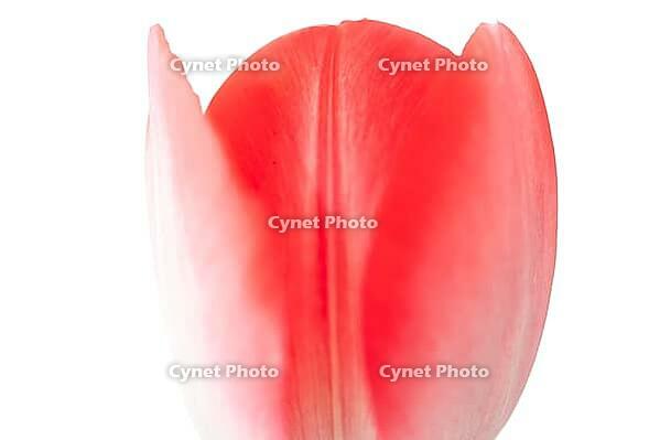 Pink tulip flower, detail, cut, Germany [IBR124508500]