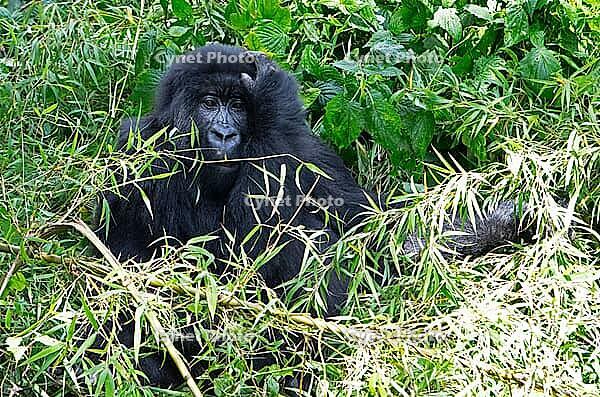 Mountain gorilla (Gorilla beringei beringei), member of the Agashya family, Virunga Volcanic Mountains, Parc National des Volcans, Volcanoes National Park, Rwanda [IBR124508501]