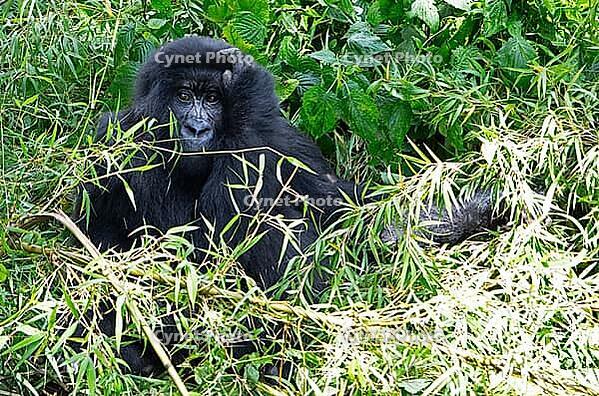 Mountain gorilla (Gorilla beringei beringei), member of the Agashya family, Virunga Volcanic Mountains, Parc National des Volcans, Volcanoes National Park, Rwanda [IBR124508502]