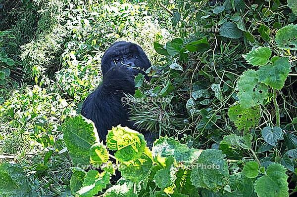 Mountain gorilla (Gorilla beringei beringei), member of the Agashya family, feeding, Virunga Volcanic Mountains, Parc National des Volcans, Volcanoes National Park, Rwanda [IBR124508503]