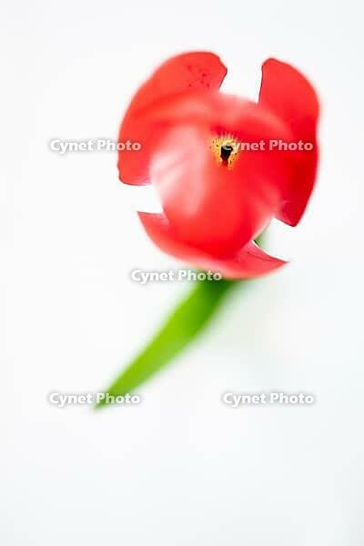 Abstract illustration of a tulip with red blossom, Germany [IBR124508506]