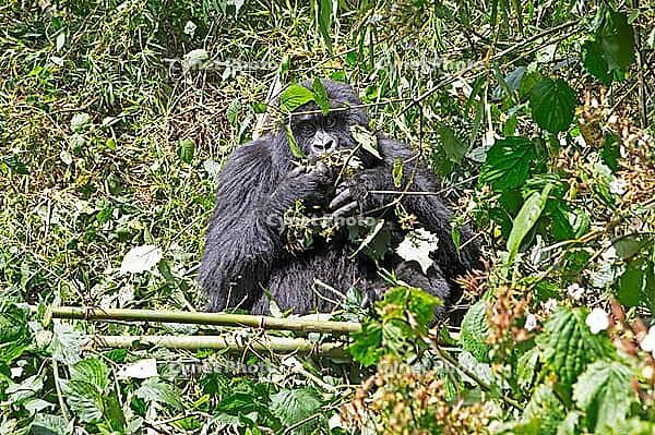 Mountain gorilla (Gorilla beringei beringei), member of the Agashya family, feeding, Virunga Volcanic Mountains, Parc National des Volcans, Volcanoes National Park, Rwanda [IBR124508507]