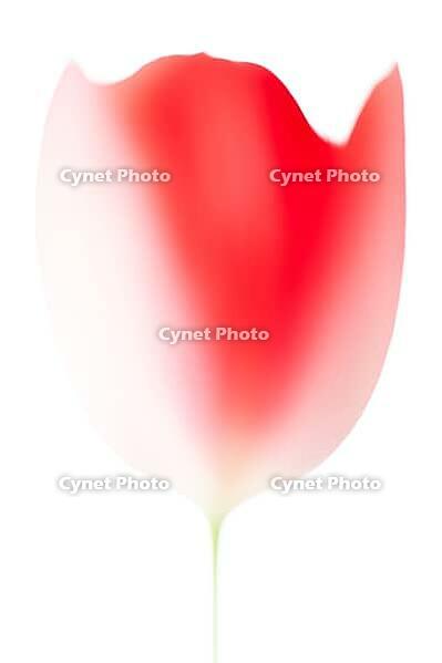 Blurred red tulip against a white background [IBR124508508]