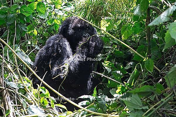 Mountain gorilla (Gorilla beringei beringei), feeding, member of the Agashya family, Virunga Volcanic Mountains, Parc National des Volcans, Volcanoes National Park, Rwanda [IBR124508509]