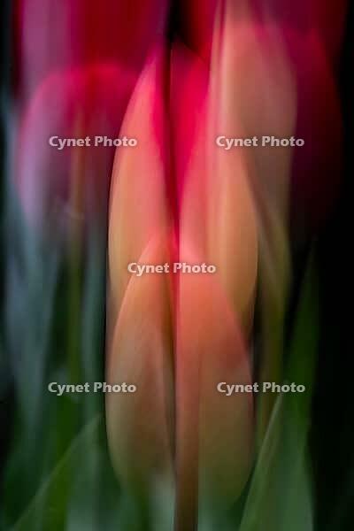 Tulip bud, multiple exposure, pink tulips that have already opened in the background, Germany [IBR124508510]
