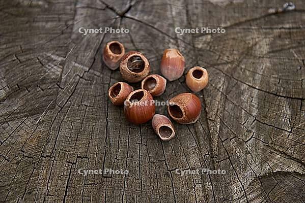 Cracked hazelnuts, dormouse (Muscardinus avellanarius), dormouse, nut, Swabian-Franconian Forest nature park Park, Schwäbisch Hall, Hohenlohe, Germany [IBR124508511]