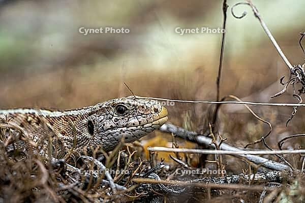 Sand lizard (Lacerta agilis), close-up of head, in ground vegetation, Brandenburg, Germany [IBR124508512]