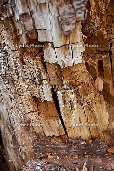 Brown rot, destructive rot), cellulose degradation, cellulase, cellulose, plant, fungus, Swabian-Franconian Forest nature park Park, Schwäbisch Hall, Hohenlohe, Germany, Rosengarten [IBR124508516]