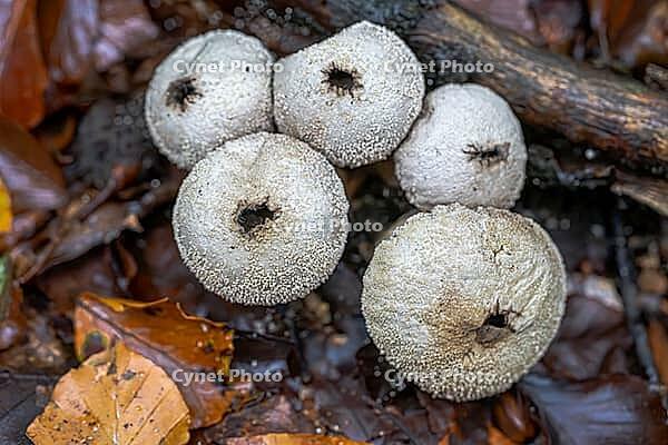Bottle russula (Lycoperdon perlatum), mature fruiting body on the forest floor, North Rhine-Westphalia, Germany [IBR124508517]