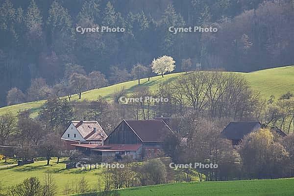 Hamlet near Michelfeld, spring, March, fruit blossoms, spring awakening, Swabian-Franconian Forest nature park Park, Hohenlohe, Germany [IBR124508518]