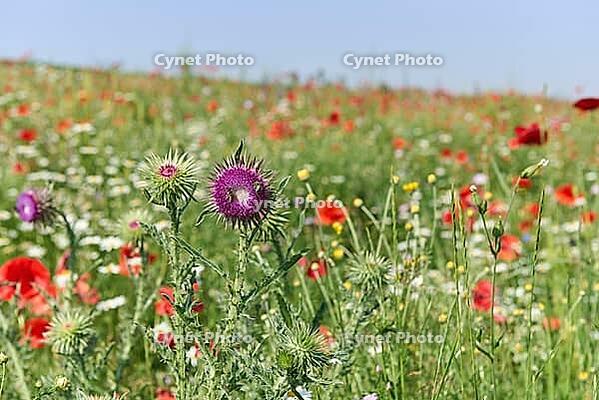 Flower strips on the edge of the field, bee willow, insect willow, biodiversity, poppy, flower, thistle, bee, Neuenstein, Hohenlohe, Germany [IBR124508519]