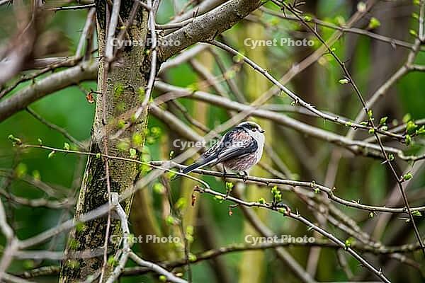 Long-tailed Tit (Aegithalos caudatus europaeus), sitting on a branch in the bushes, North Rhine-Westphalia, Germany [IBR124508520]