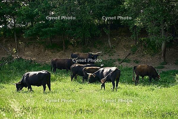 Heck cattle, aurochs, reintroduction, domestic cattle breed, Heinz Heck, Lutz Heck, domestic beef breed, beef, Saverwang, Sixenbach, Sixenbachaue, renaturation, landscape management, Ostalbkreis, Ostalb [IBR124508522]