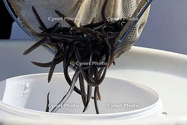 Glass eel, baby eel, eel, eels, European eel (Anguilla anguilla, fish stocking, angler, fishing, Dörzbach, Jagsttal, Jagst, Hohenlohe, Germany [IBR124508525]