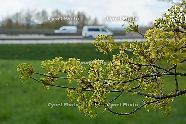 Kocher valley bridge, motorway bridge, bridge, motorway, Kocher valley, Kocher, spring, maple (Acer), maple blossom, Braunsbach, Hohenlohe, Germany [IBR124508527]