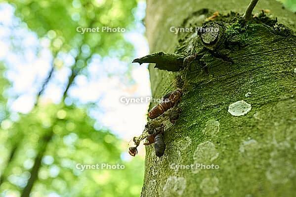 Gypsy moth (Lymantria dispar), moth, butterfly, moth, Schöntal, plague, invasion, damage, Jagsttal, Jagst, climate change, Hohenlohe, Germany [IBR124508530]