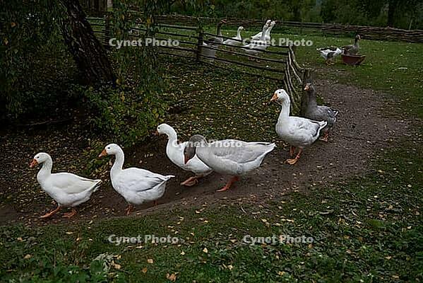 Gänsemarsch im Hohenloher open-air museum, Wackershofen, Farmermuseum, Geese, Goose, House Goose, Village, Museumsdorf, Swabian-Franconian Forest nature park Park, Schwäbisch Hall, Hohenlohe, Germany [IBR124508533]