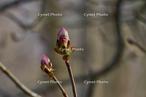 Hoverfly on chestnut bud, horse chestnut (Aesculus hippocastanum), chestnut tree, Swabian-Franconian Forest nature park Park, Michelfeld, Hohenlohe, Germany [IBR124508534]