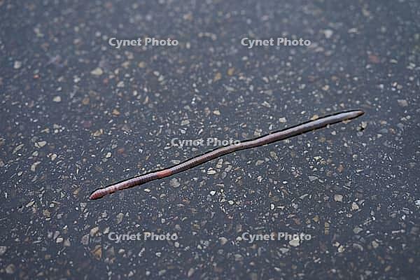 Common earthworm (Lumbricus terrestris), dewworm, eelworm, rain, bioindicator, Schwäbisch Hall, Hohenlohe, Germany [IBR124508535]