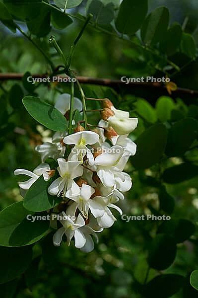 Common robinia (Robinia pseudoacacia), false acacia, bee pasture, insect pasture, Hohenlohe, Schwäbisch Hall, Germany [IBR124508537]