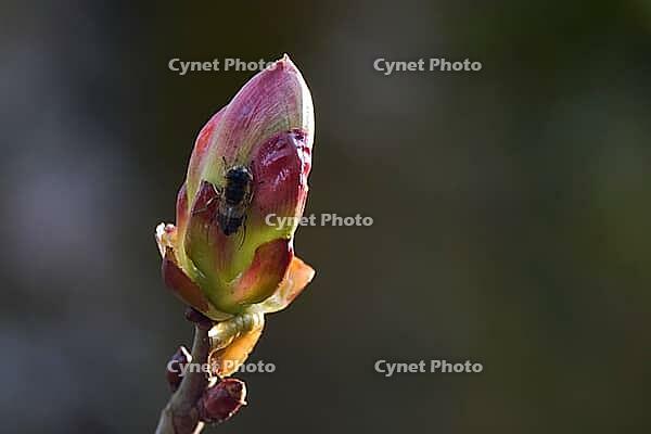 Hoverfly on chestnut bud, horse chestnut (Aesculus hippocastanum), chestnut tree, Swabian-Franconian Forest nature park Park, Michelfeld, Hohenlohe, Germany [IBR124508538]