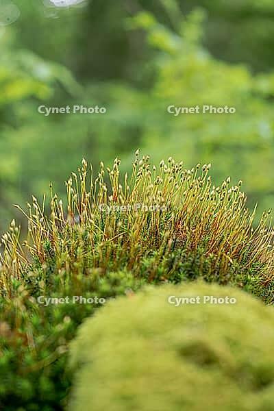 Common haircap moss (Polytrichum commune), large stand with spore capsules, North Rhine-Westphalia, Germany [IBR124508539]