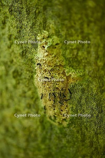 Gypsy moth (Lymantria dispar), moth, butterfly, moth, Schöntal, plague, invasion, damage, Jagsttal, Jagst, climate change, Hohenlohe, Germany [IBR124508540]