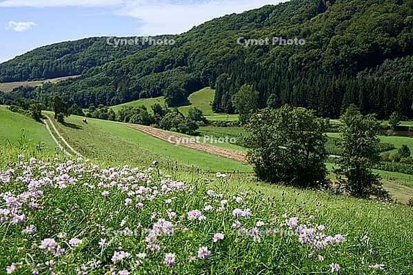 Summer meadow in the Kocher Valley near Braunsbach, Kocher, Hohenlohe, Germany [IBR124508541]