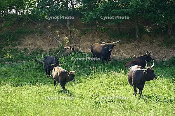 Heck cattle, aurochs, reintroduction, domestic cattle breed, Heinz Heck, Lutz Heck, domestic beef breed, beef, Saverwang, Sixenbach, Sixenbachaue, renaturation, landscape management, Ostalbkreis, Ostalb [IBR124508544]