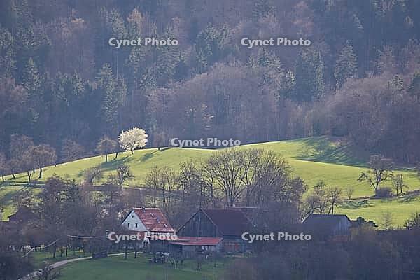 Hamlet near Michelfeld, spring, March, fruit blossoms, spring awakening, Swabian-Franconian Forest nature park Park, Hohenlohe, Germany [IBR124508545]