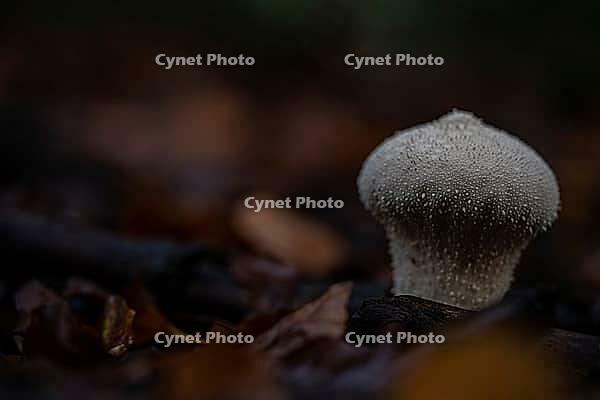 Bottle russula (Lycoperdon perlatum), fruiting body on the forest floor, North Rhine-Westphalia, Germany [IBR124508546]