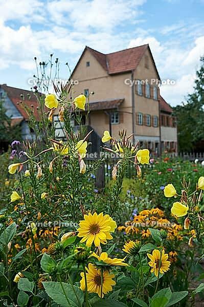 Bauerngärtchen im Hohenloher open-air museum, Wackershofen, Farmermuseum, Herb Garden, Evening Primrose, Herbs, Swabian-Franconian Forest nature park Park, Schwäbisch Hall, Hohenlohe, Germany [IBR124508549]