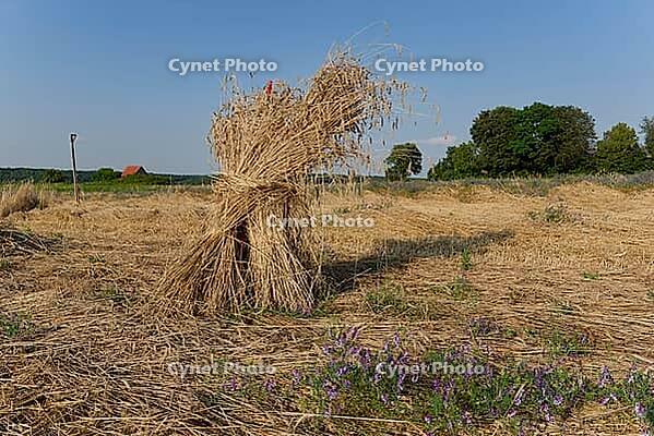 Kornmännchen, Kornmandl, grain, solidarity agriculture, Solawi, grain harvest, Forchtenberg, Neuenstein, Hohenlohe, Germany [IBR124508556]