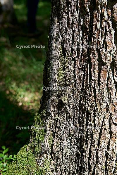 Oak processionary moth (Thaumetopoea processionea), caterpillar, moth, stinging hairs, skin contact, allergic, caterpillar dermatitis, allergy, dermatitis, caterpillar procession, processionary moth, spinner, tooth moth, oak, Waldenburg, Hohenlohe, German [IBR124508560]