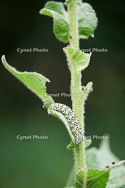 Mullein monk (Cucullia verbasci), caterpillar, moth, owl, owl moth, butterfly, Swabian-Franconian Forest nature park Park, Waldenburg, Hohenlohe, Germany [IBR124508561]