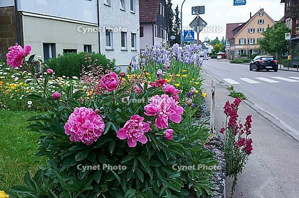 Peony, garden, street, Uttenhofen, Rosengarten-Uttenhofen, spring, Pentecost, Hohenlohe, Germany [IBR124508562]
