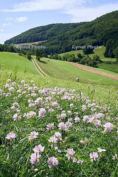 Summer meadow in the Kocher Valley near Braunsbach, Kocher, Hohenlohe, Germany [IBR124508563]
