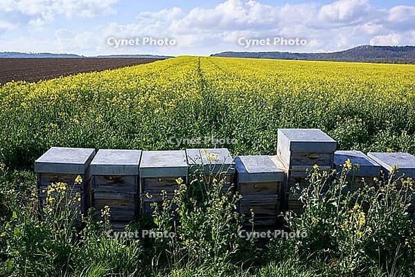 Beehives in rapeseed field, honey bee, honey, Swabian-Franconian Forest nature park Park, Schwäbisch Hall, Hohenlohe, Germany [IBR124508564]