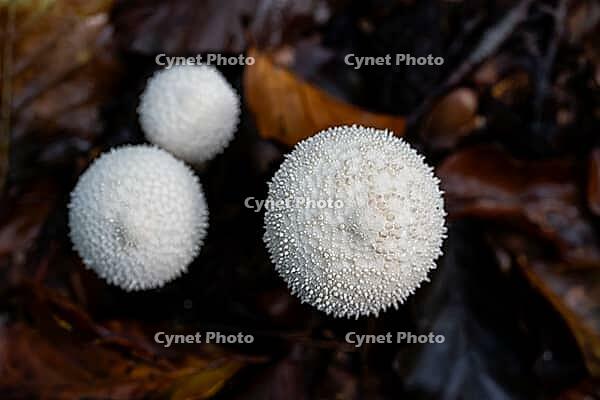 Bottle russula (Lycoperdon perlatum), fruiting body on the forest floor, North Rhine-Westphalia, Germany [IBR124508567]