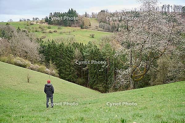 Spring awakening in the Swabian-Franconian Forest nature park Park, Limpurger Land, Limpurger Berge, Hohenlohe, Rosengarten, Germany [IBR124508568]