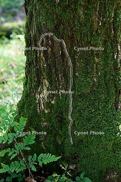 Oak processionary moth (Thaumetopoea processionea), caterpillar, moth, stinging hairs, skin contact, allergic, caterpillar dermatitis, allergy, dermatitis, caterpillar procession, processionary moth, spinner, tooth moth, oak, Waldenburg, Hohenlohe, German [IBR124508569]
