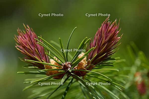 Douglas fir (Pseudotsuga menziesii), conifer, cones, Swabian-Franconian Forest nature park Park, Schwäbisch Hall, Hohenlohe, Germany [IBR124508571]