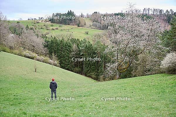 Spring awakening in the Swabian-Franconian Forest nature park Park, Limpurger Land, Limpurger Berge, Hohenlohe, Rosengarten, Germany [IBR124508573]