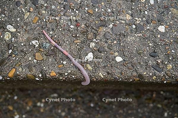 Common earthworm (Lumbricus terrestris), dewworm, eelworm, rain, bioindicator, Schwäbisch Hall, Hohenlohe, Germany [IBR124508574]