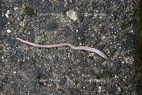 Common earthworm (Lumbricus terrestris), dewworm, eelworm, rain, bioindicator, Schwäbisch Hall, Hohenlohe, Germany [IBR124508576]