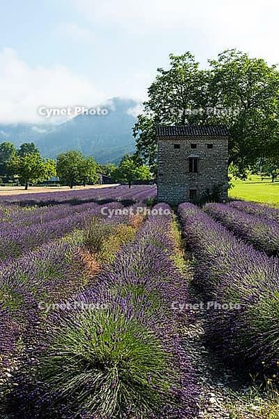 Lavender, lavender blossom, lavender fields, Provence, France, southern France, lavender harvest, Europe, southern Europe [IBR124525352]