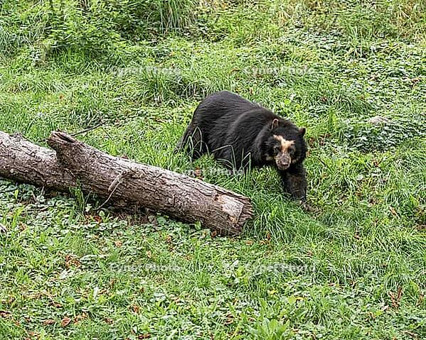 Spectacled bear (Tremarctos ornatus), captive, Tierwelt Herberstein, Stubenberg am See, Styria, Austria [IBR124525353]