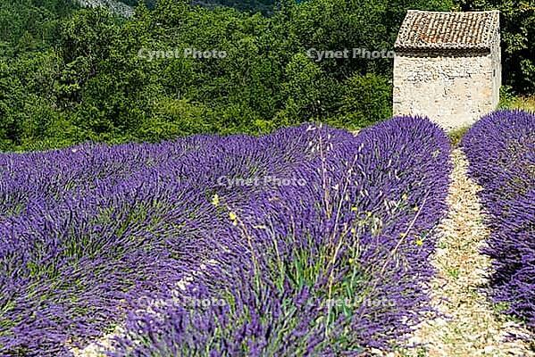 Lavender, lavender blossom, lavender fields, Provence, France, southern France, lavender harvest, Europe, southern Europe [IBR124525361]